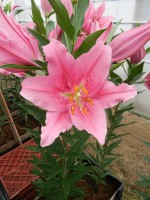 [5341 Monferrato VH No01.JPG]